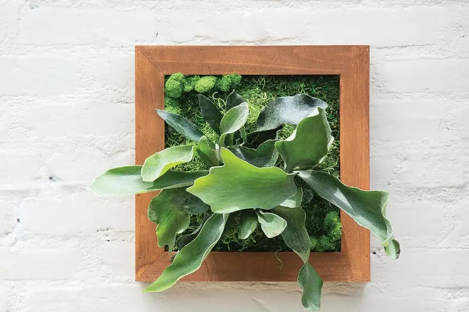 SuperMoss (90471) Mounted Fern Kit DIY - Create Your Own Living Wall Art, Customizable Wooden Frame with Moss, Ideal for Indoor & Outdoor Plant Decor, Kitchen, Balcony, & Home Office, 6” x 6”, Natural
