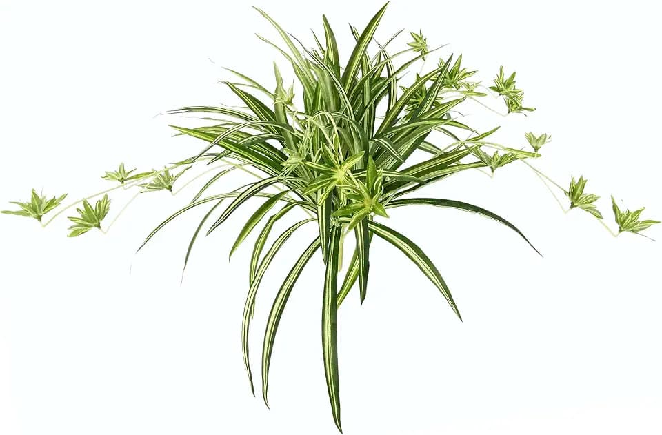 Künstliche Zimmerpflanze Grünlilie 38x60x60cm Chlorophytum Comosum Wasserlilie Spinnenpflanze Spinnenlilie Hängepflanze Kunstpflanze Hängend Plastikpflanze Unechte Deko Seidenpflanze Seidenblume