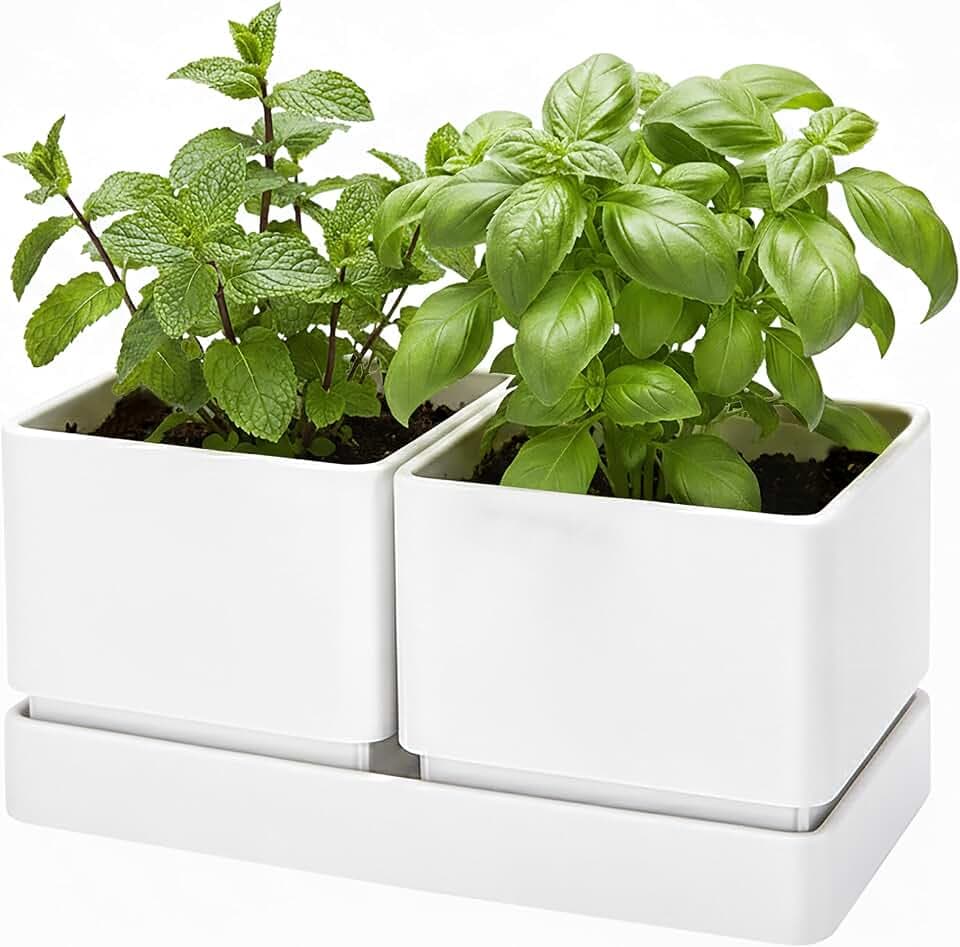 D'vine Dev Herb Garden Planter Set with Saucer, White, 76-Q-A-1