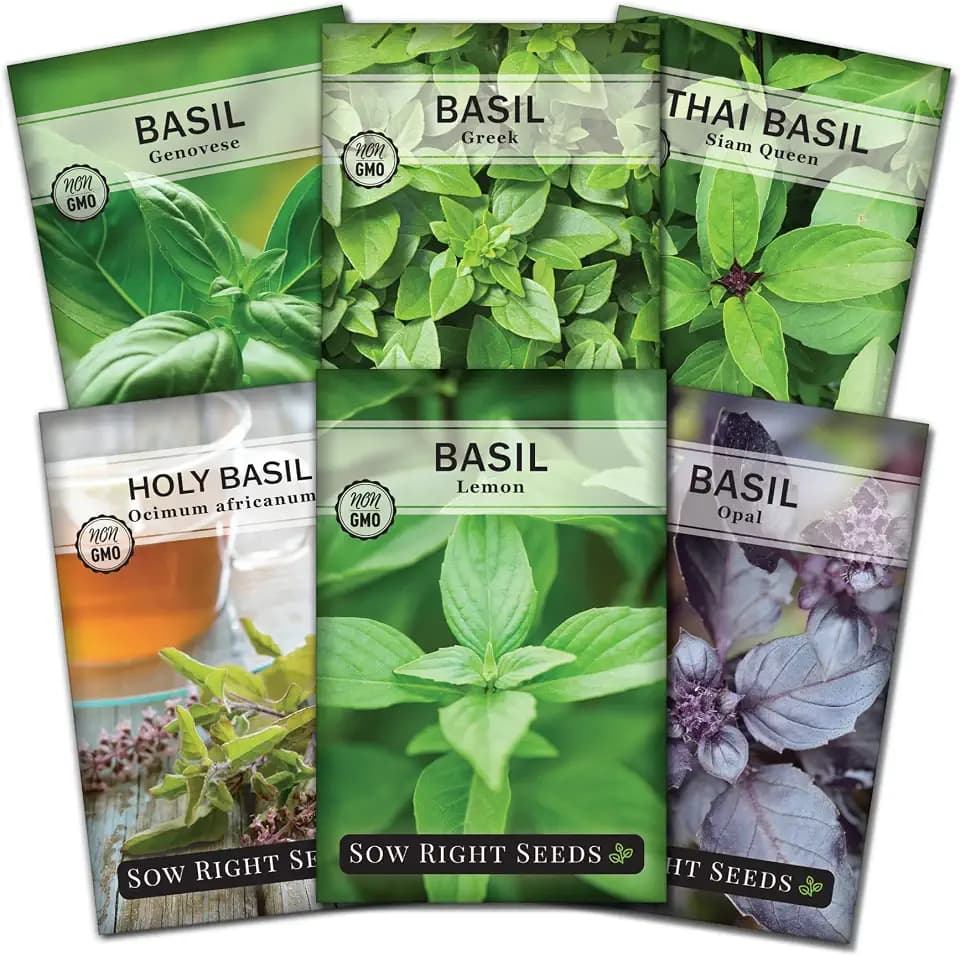 Sow Right Seeds - Large Sweet Basil Seed Collection for Planting Garden