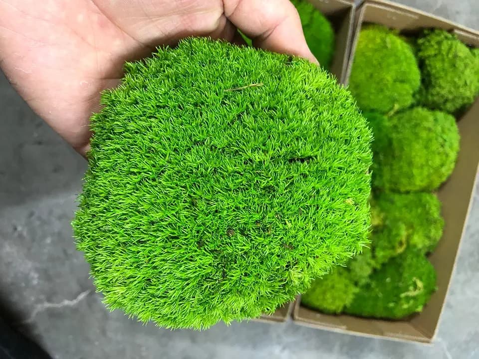 konservierte Pflanzen Stange Mooskissen Dutt Kissen Natur Grün Dekorativ Echt Natur Grün DIY Kit Terrarien Gartenarbeit Kunst Wanddekoration Florist Dekor (Green-b, 1.5 sq.ft.)