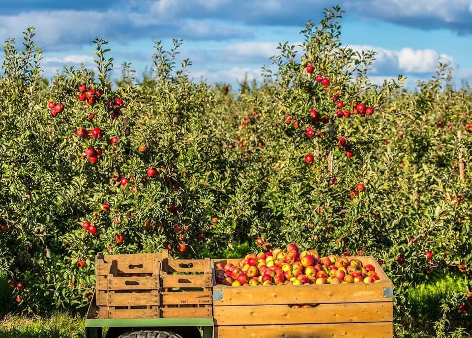 Apple Orchard Backdrop Autumn Farmland Harvest Photography Backgrounds Thanksgiving Farm Party Events Decorations Photo Booth Props 7X5ft