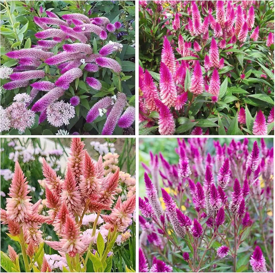 1100+ Perennial Mix Celosia Spicata Flamingo Feather Seeds for Planting