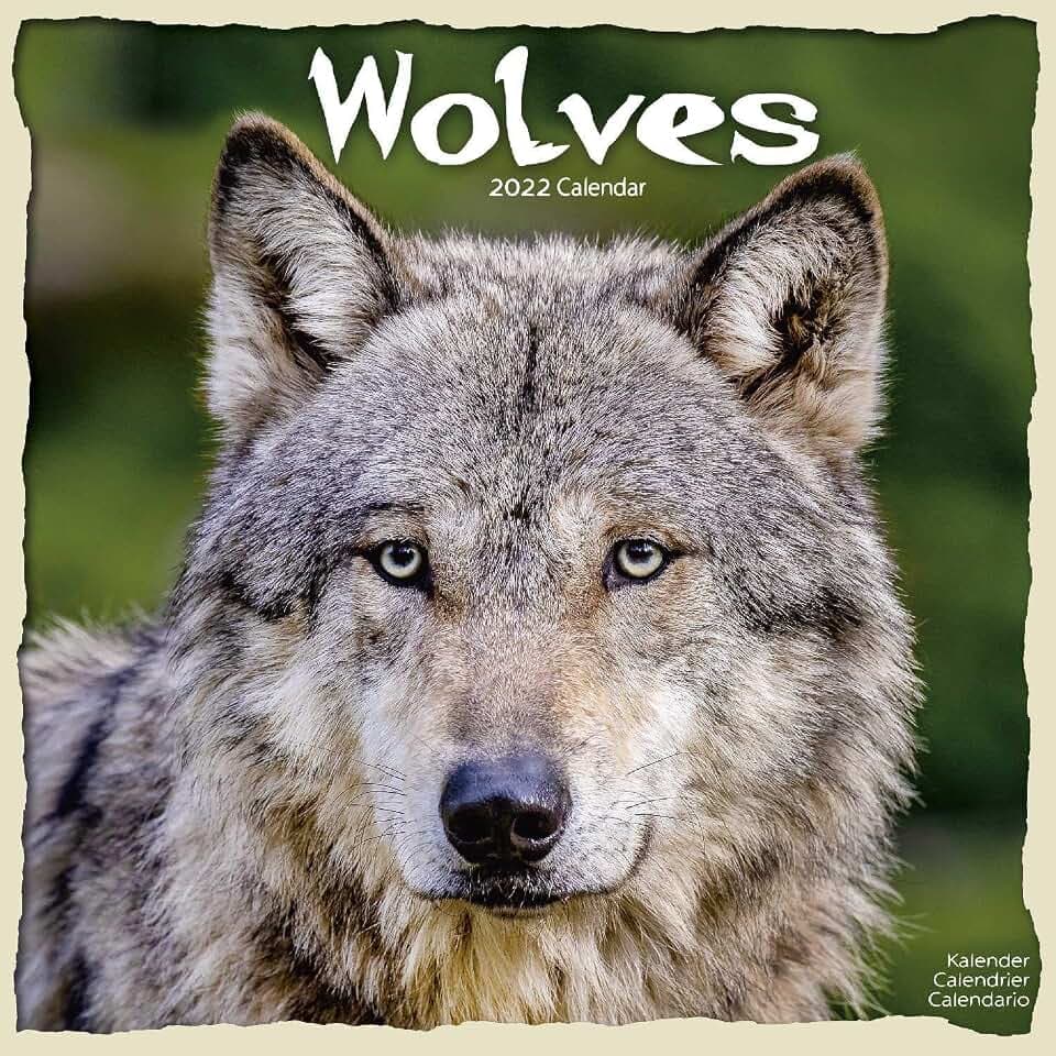 Wolves – Wölfe 2022 – 16-Monatskalender: Original Avonside-Kalender [Mehrsprachig] [Kalender] (Wall-Kalender)
