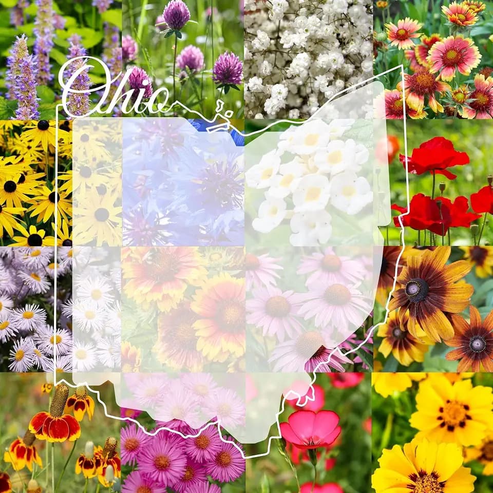 Ohio Bulk Perennial and Annual Wildflower Seed Mix 1/4lb Covers 500sq-ft - Attract Pollinators, Multi-Color Non-GMO Blooms - Midwest US Species Plant in Spring/Fall (1/4 Pound)