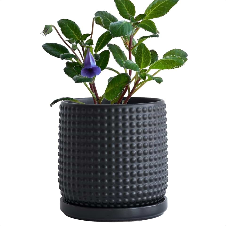 D'vine Dev Beaded Ceramic Pot with Saucer, 6 in, Ebony Matte, 27-C-X-6