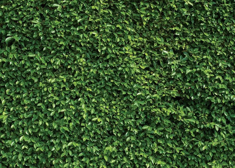 7X5ft Green Leaves Backdrop Greenery Backdrop Natural Green Lawn Party Photography Birthday Newborn Baby Lover Wedding Photo Studio Props 10923