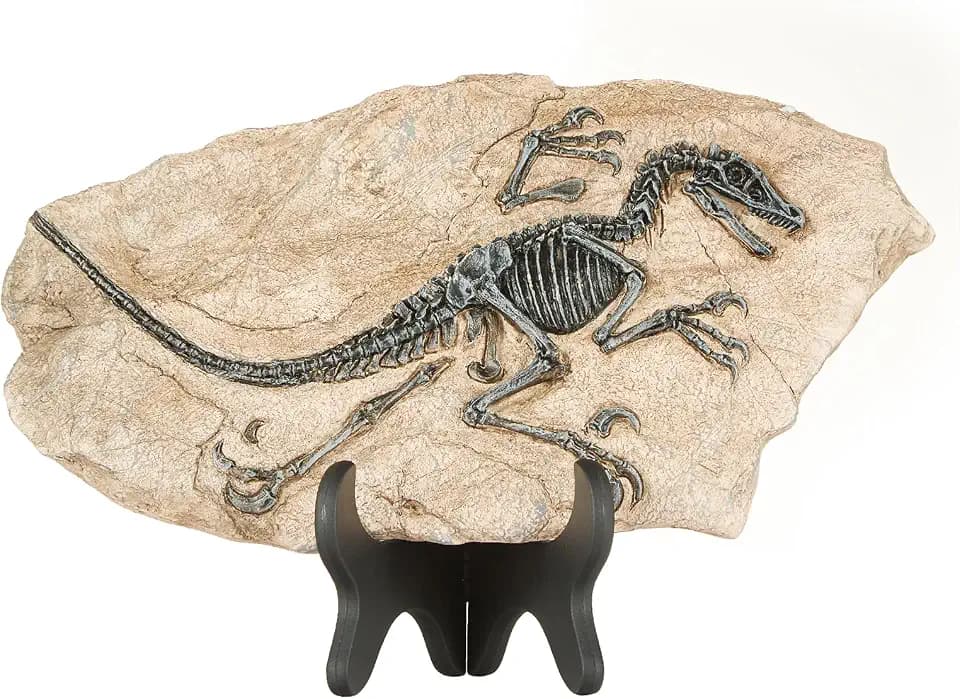 Dinosaurier-Skelett-Fossil aus Harz, Dekofigur auf Sockel (Velociraptor)