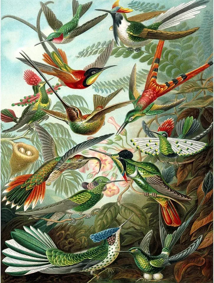 Bumblebeaver Nature Art Biology Bird Humming ERNST Haeckel Germany Vintage Poster Print 12x16 inch 30x40cm Natur Biologie Vogel Deutsche Jahrgang
