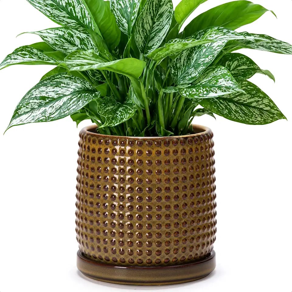 D'vine Dev Beaded Ceramic Pot with Saucer, 6 in, Olive Bronze, 27-C-X-N