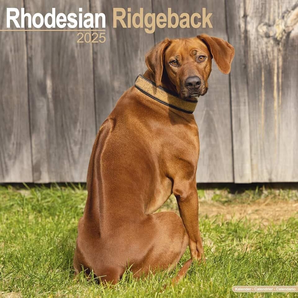 Rhodesian Ridgeback - Afrikanischer Löwenhund 2025 - 16-Monatskalender: Original Avonside-Kalender [Mehrsprachig] [Kalender] (Wall-Kalender)