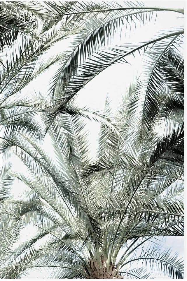 Trademark Fine Art Blue Palomino 'Palm Crown' Outdoor All-Weather Wall Decor