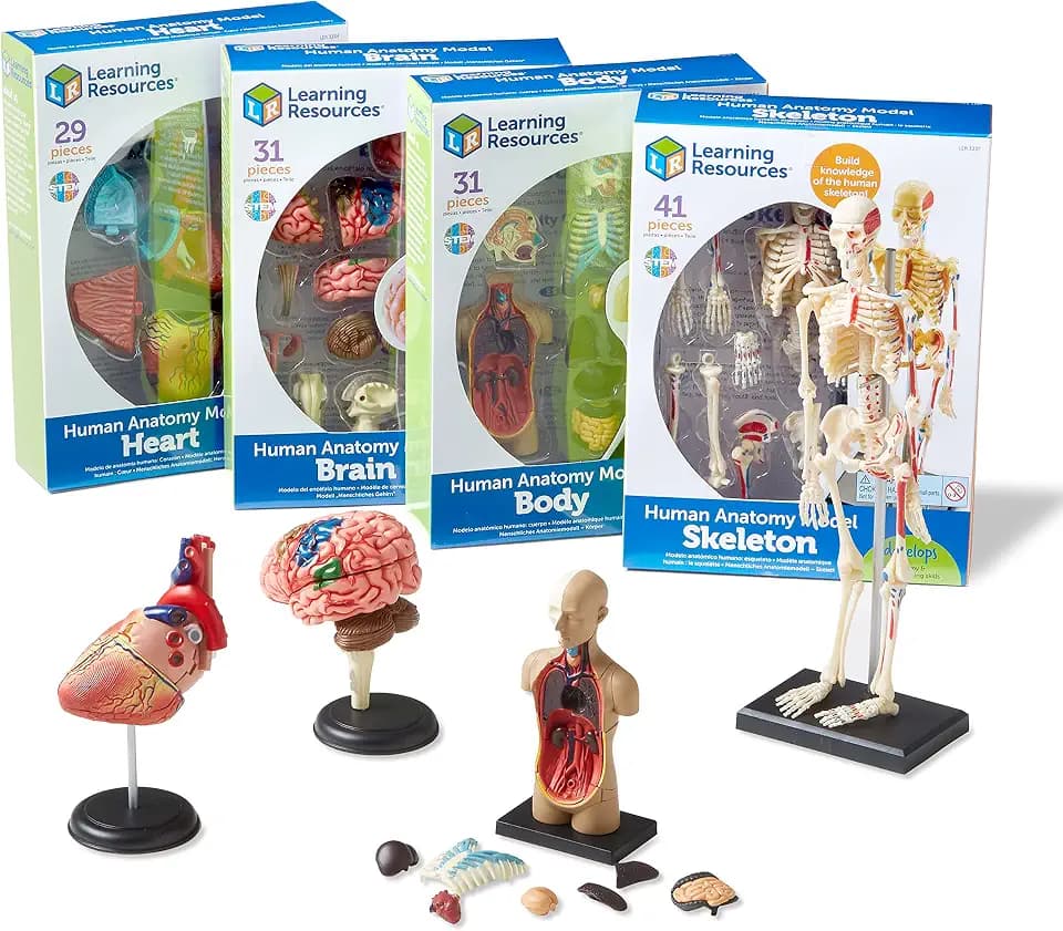 Learning Resources Anatomy Models Bundle Set