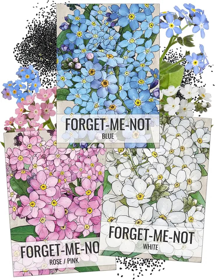 Seed Needs Forget Me Not Seeds Variety Pack of 3 Flowers for Planting
