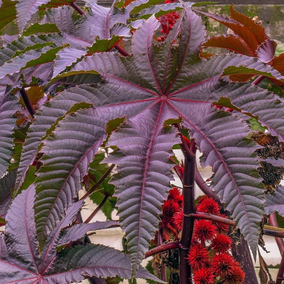 Palm Beach Medicinal Herbs Red Giant Castor Bean Seeds 10 Seeds
