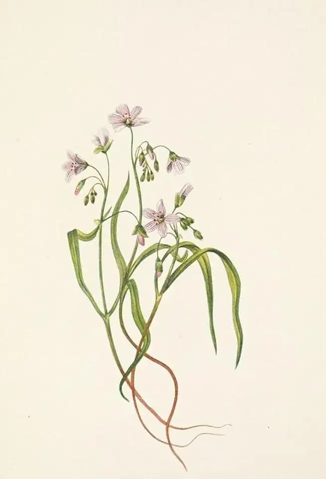 Virginia Springbeauty. Claytonia virginica (1925) Poster Print by Mary Vaux Walcott (18 x 24)