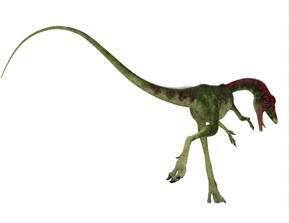 Posterazzi Rear view dinosaur. Compsognathus was a small carnivorous theropod that lived during the Jurassic Period of Europe Poster Print, (16 x 12)