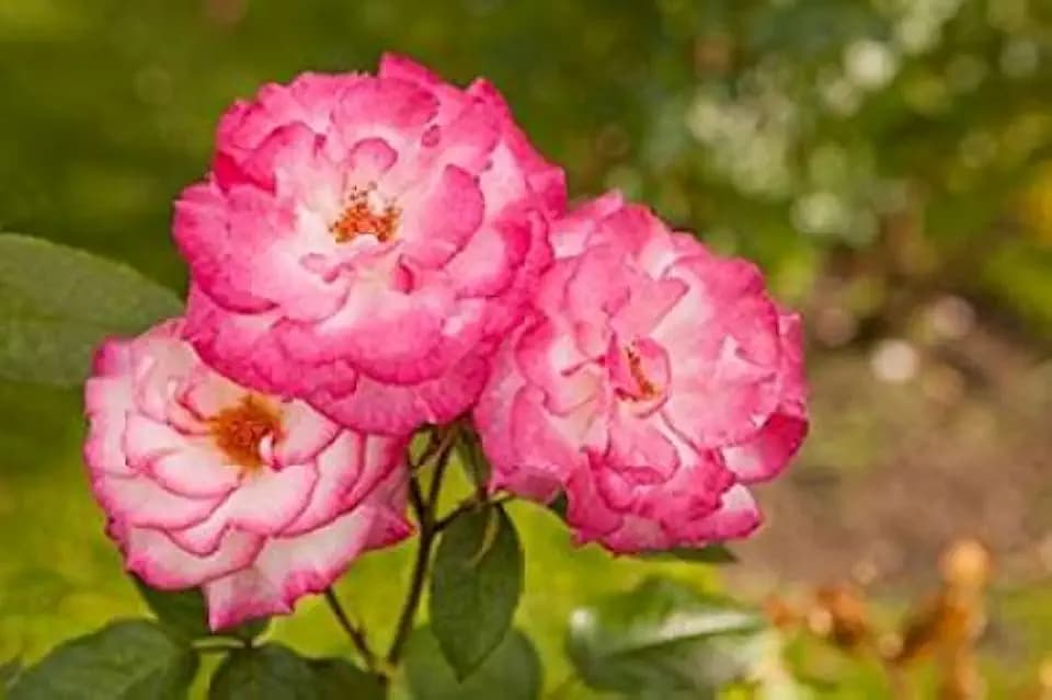 Posterazzi Rose Bush II Poster Print by Karyn Millet, (12 x 18)
