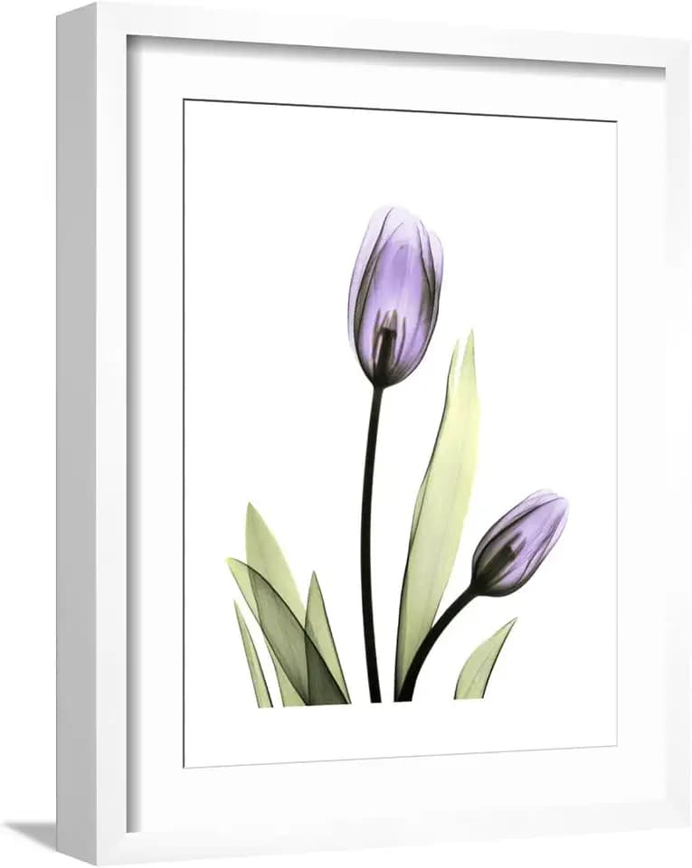 ART.COM Wall Premium Giclee Print Purple Tulip Portrait 1 on White Frame by Albert Koetsier, 17" x 21"