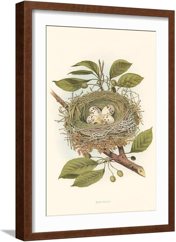 ART.COM Wall Art Print Kingbird Nest and Eggs on Brown Frame, 17" x 23"