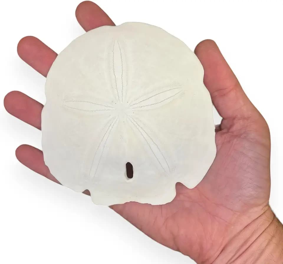 Real Sand Dollars for Crafts & Decor, Large 4" inch Sand Dollar - 5 Pack
