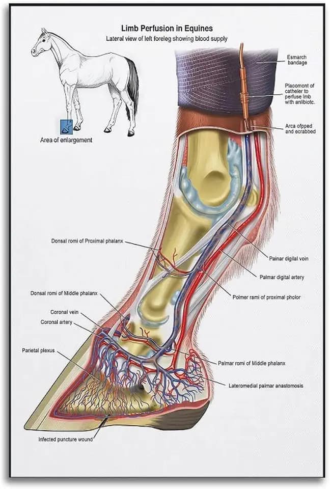 JHAMZPOSTER Horse Leg Anatomy Poster Medical Educational Equine Limb Perfusion Blood Supply Illustration Canvas Wall Art Aesthetic Decorative Painting style 12x18inch(30x45cm)