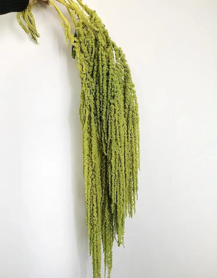 5 Pcs Bleached Wisteria Vine Hanging Dried Flowers, Natural Preserved Hanging Amaranthus Flowers for Wedding Bouquet, Wall Home Party Decor (Spring Green)