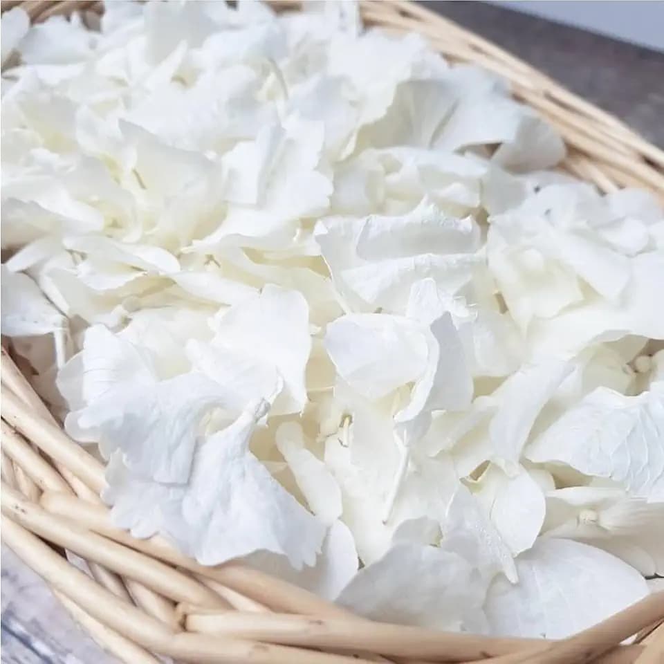 1500Pcs Real Dried Ivory White Hydrangea Flower Petals for Outdoor Wedding