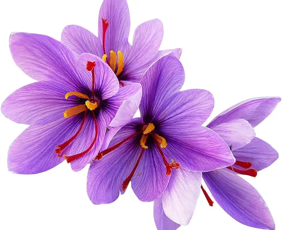 20 Saffron Sativus Crocus Corms - Large 9/10 cm Corms for Planting - Saffron Crocus Bulbs with Complete Planting Instructions - Premium Crocus Sativus Bulbs