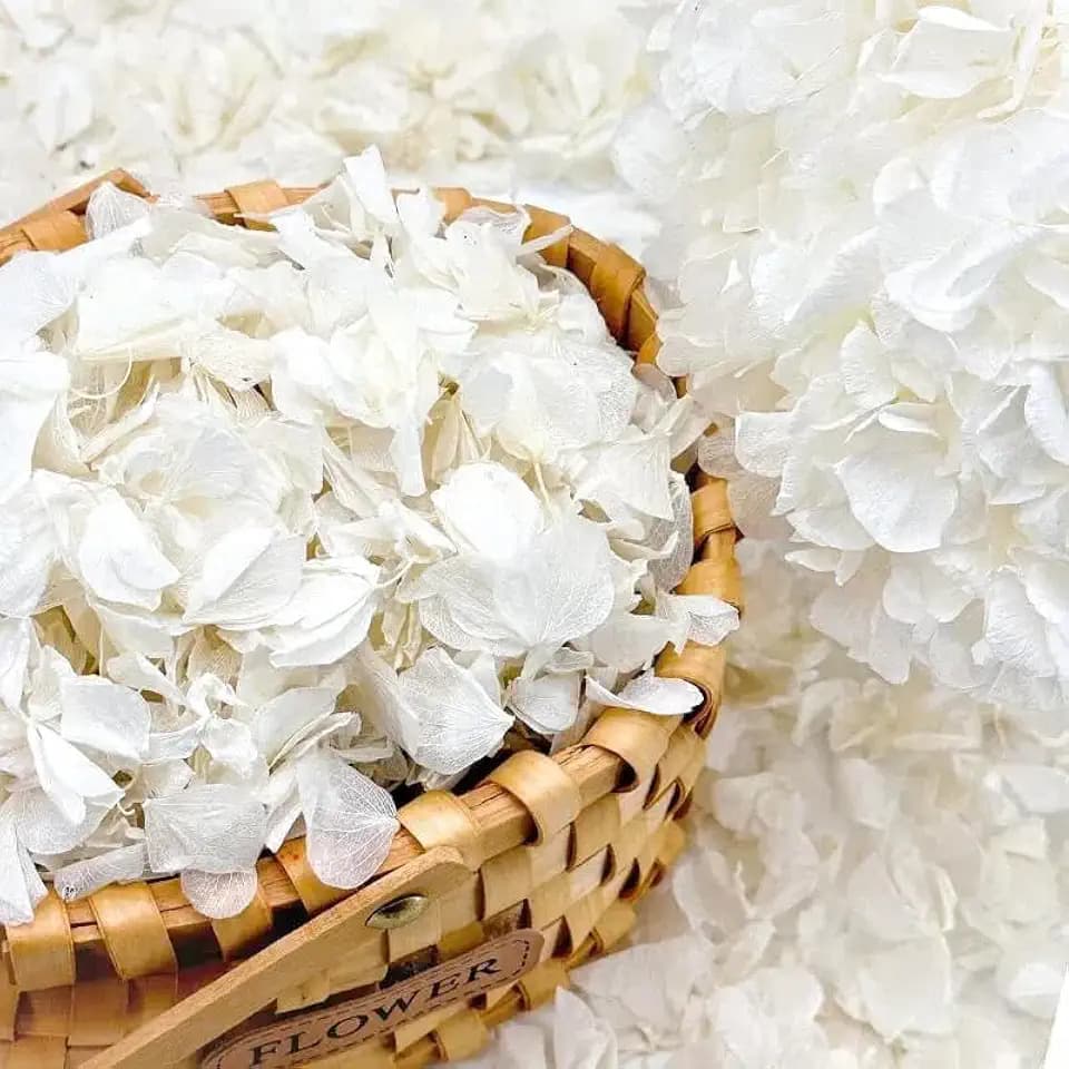 2500+ Real Dried Lvory White Hydrangea Petals Real Flower Petals for Decor