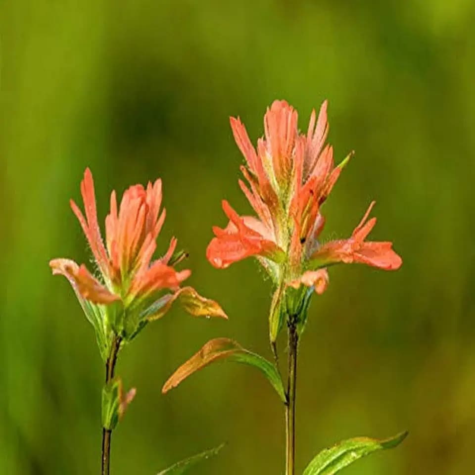 Posterazzi PDDCN01JHO0024LARGE Jasper National Park, Alberta, Canada. Red Indian Paintbrush (Castilleja miniata) Wildflower Found Along The Patricia Lake Circle Trail Photo Print, 36 x 24, Multi