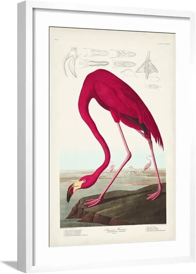 Art.com Wall Art Print Pl 431 American Flamingo on White Frame by John James Audubon, 21" x 29"