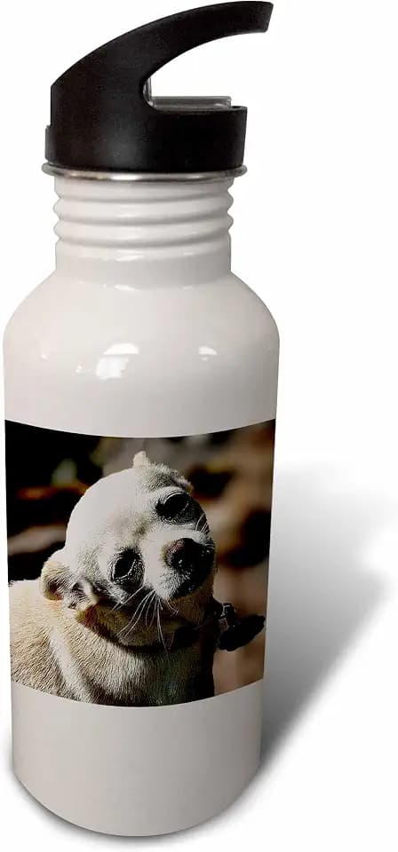 3dRose White Chihuahua posing for photograph 21 oz Sports Water Bottle