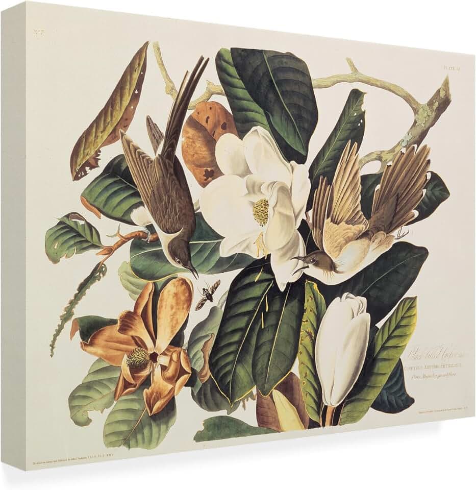 Wrapped Canvas Wall Art - John James Audubon 'Black-Billed Cuckoo' Wall Art for Living Room, Bedroom, or Office Décor - 35x47