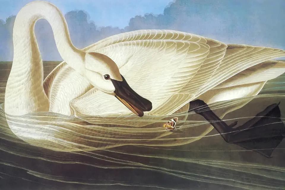 ART.COM Wall Art Print Trumpeter Swan by John James Audubon, 24" x 16"