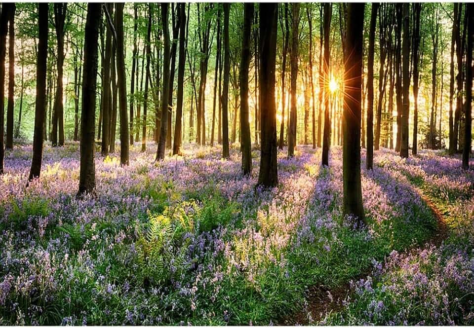 Aoihrraan 2,2x1,5m Veilchen Wald Hintergrund Lila Blumen Wald Sonnenschein Park Landschaft Fotografie Hintergrund Sommer Urlaub Reisen Urlaub Party Hochzeit Shootings Porträt Tapete Foto Requisiten