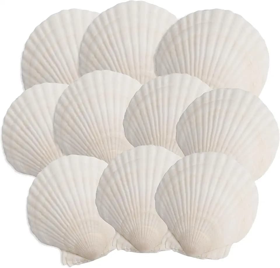 10PCS Scallop Shells, 4''-5'' White Seashells,for DIY Crafts, Painting, Ocean Themed Parties and Home Decorations.