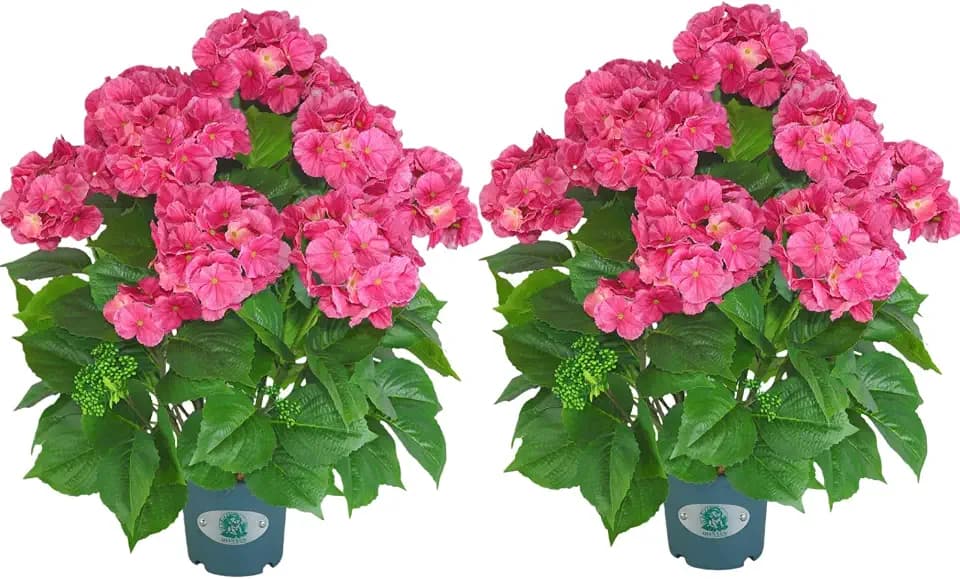 Artificial Hydrangea Tree 29" Tall (Set of 2), Faux Pink Hydrangea Plant in Pot, Realistic Artificial Plant for Indoor Outdoor Porch, Patio, Balcony Decor