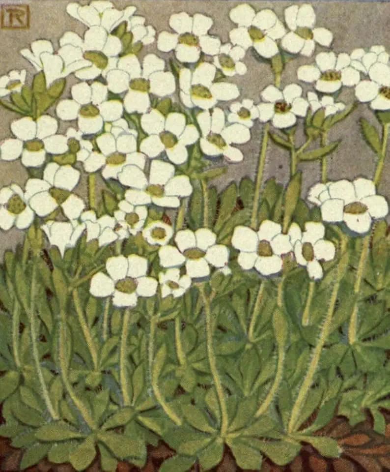Alpine Flora 1911 Saxifraga Bryoides Poster Print by Philippe Robert (18 x 24)