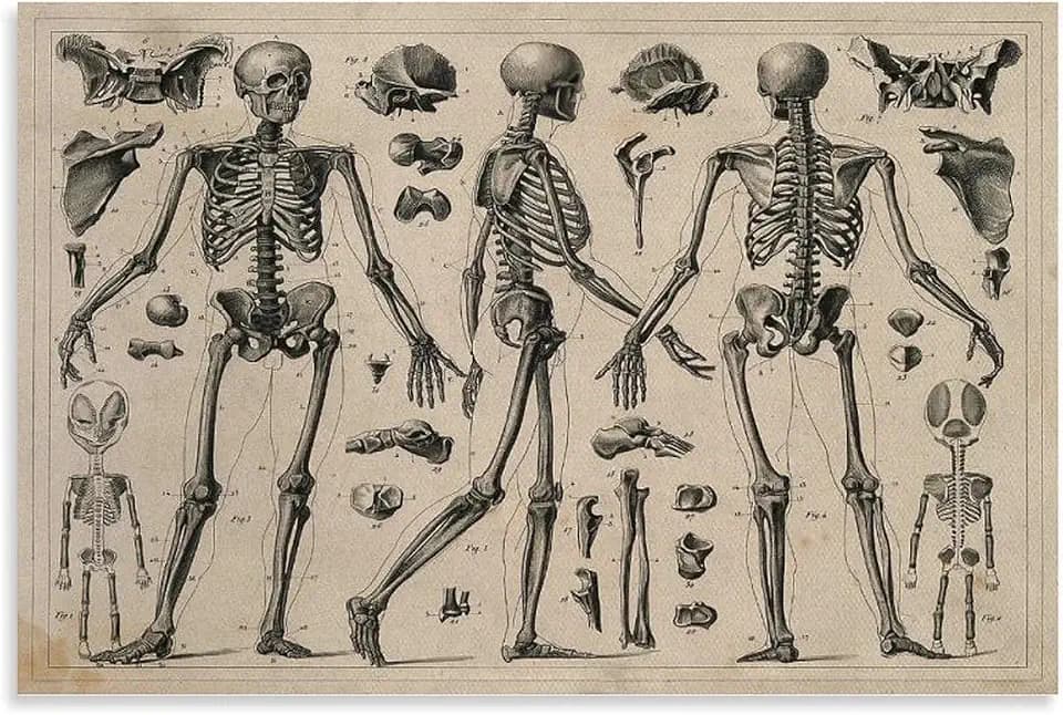 Vintage Anatomy Skeleton Diagram Canvas Printing Wall Art Medical Science Posters Antique Bone Prints Dark Academia Aesthetic Picture Wall Decor For Living Room Bedroom Home Office 12x18inch(30x45cm)