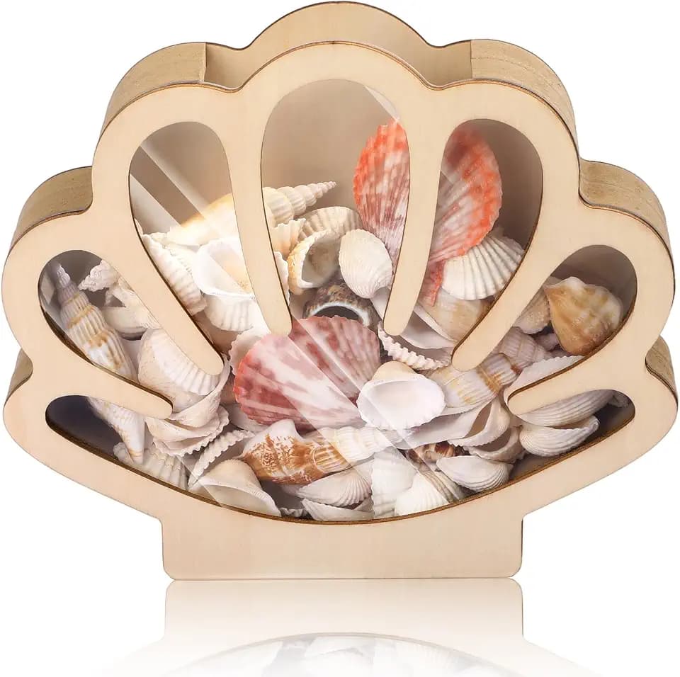 Large Seashell Display Box Wooden Holder with Clear Acrylic Window