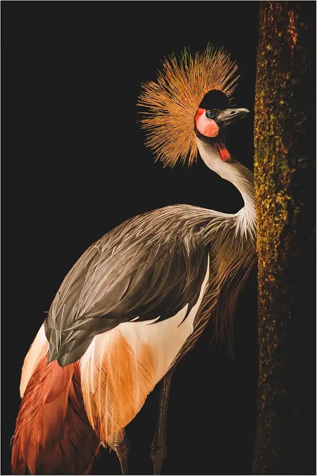 Trademark Fine Art Canvas Wall Art - Jealousy 'Grey Crowned Crane' Wall Art for Living Room, Bedroom, or Office Décor 22 x 32 Inches