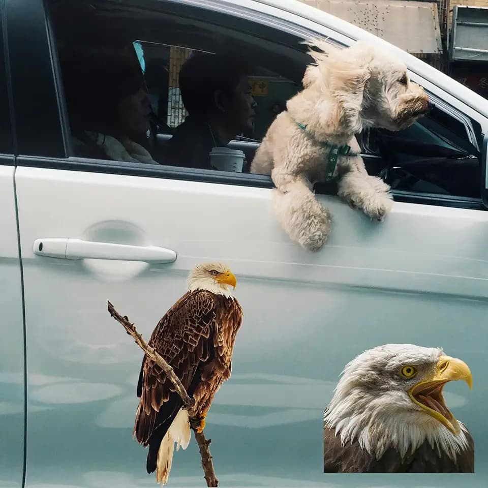 2-Piece 3D Realistic Eagle Sticker Set - Large Size 20x20cm & 20x30cm Perched Eagle and Eagle Head Stickers, Suitable for Cars, Laptops, Walls, Bathrooms | Waterproof PVC Material