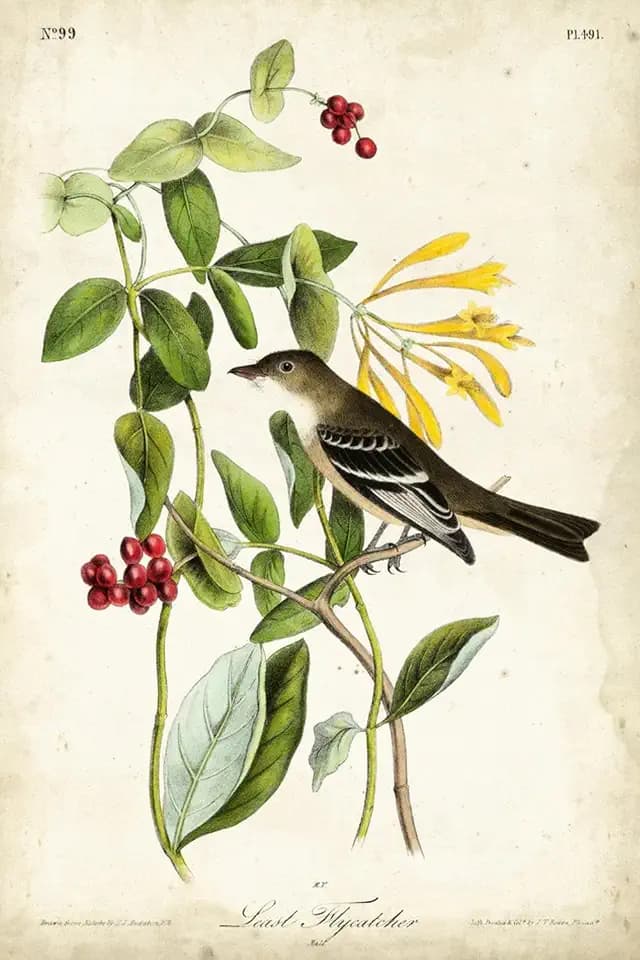 ART.COM Wall Art Print Audubon Bird & Botanical II by John James Audubon, 12" x 18"