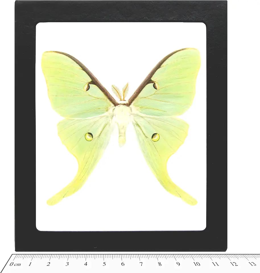 BicBugs Actias luna Real green moon saturn moth USA Framed