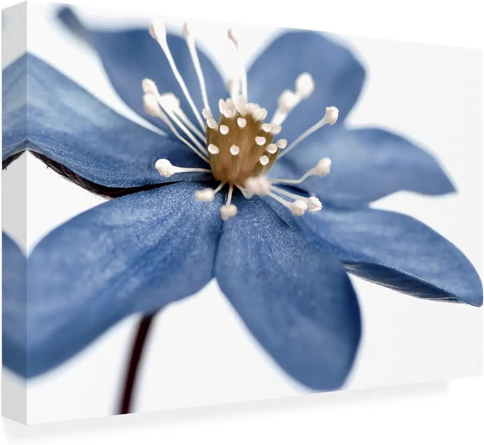 Trademark Fine Art - 'Blue Flower On White' Canvas Art - 16x24