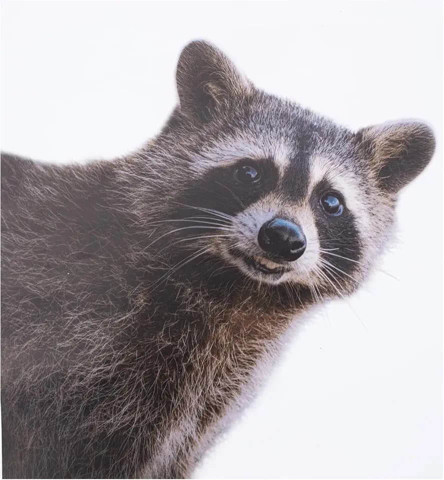 Smiling Raccoon Decal - Funny Peeping Raccoon Cute Window Decal, Waterproof, Car Laptop Wall Window Bumper Sticker (12" x 12")