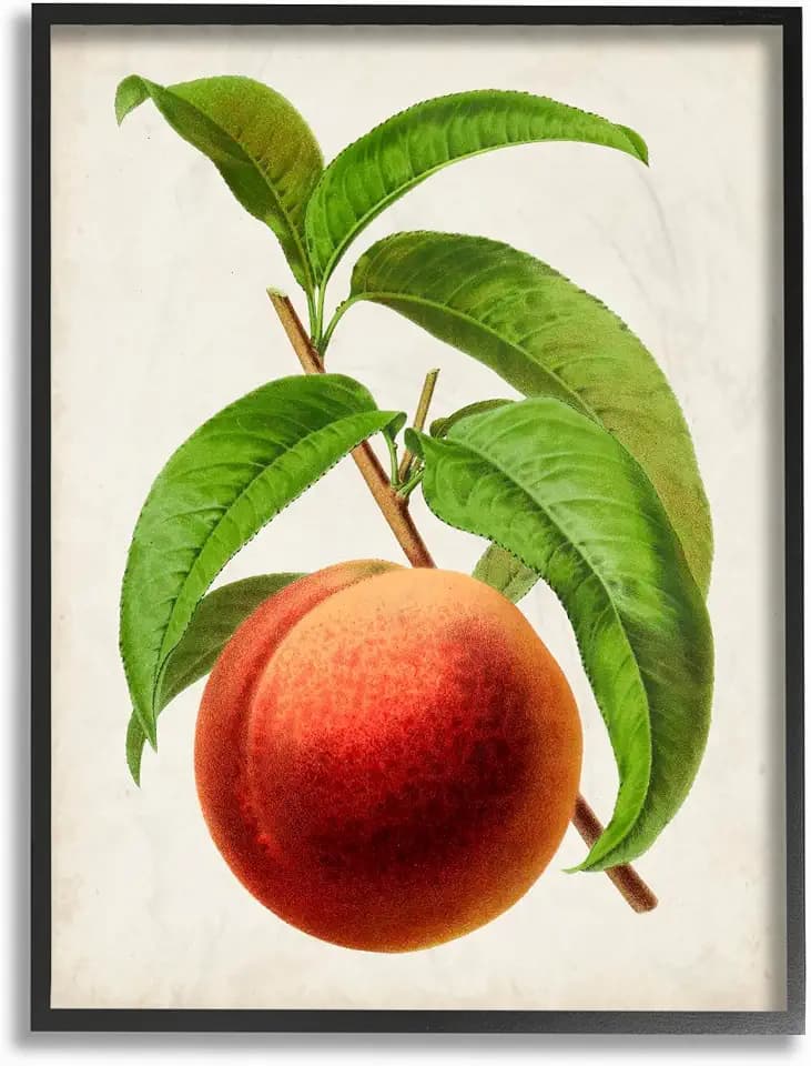 'Vintage Fruit Peach Painting'| Framed Giclee Art