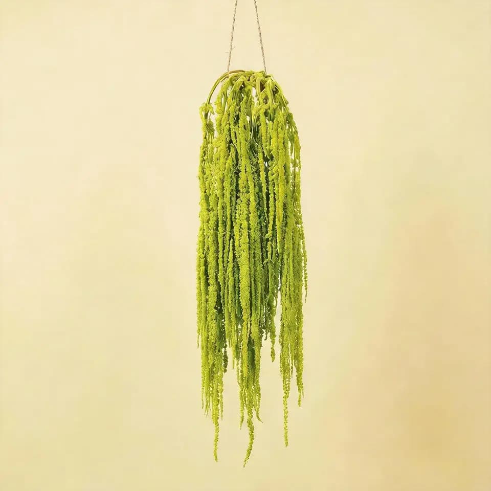 Silva Loup 24pcs Natural Dried Wisteria Hanging Flowers 30" - Bleached Green Vine for Wedding Bouquets, Wall Decor | Shedding Note & Mess-Free Use Tips Included