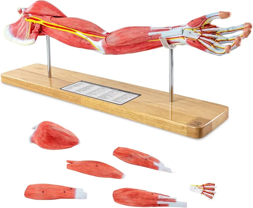EVOTECH SCIENTIFIC Human Muscular Arm Anatomy Model, 7 Part 2/3 Life Size